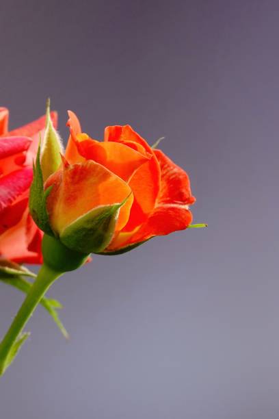 A beautiful  rose in full bloom, surrounded by blurred greenery. The delicately layered petals reveal bright, warm colors, with natural gradations.