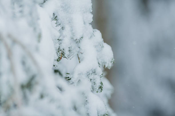 Trees in the snow. Beautiful winter. Winter.