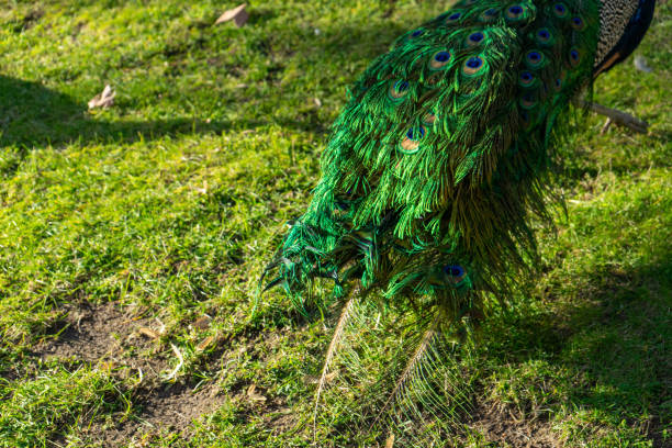 istock Peacock tail feathers in a public garden. 2192164938