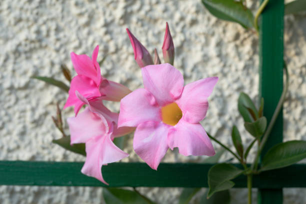 Pink Dipladenia (Mandevilla) flower with growing aid