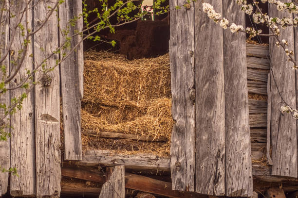 Rustic wooden barn door revealing a stack of golden hay inside. Surrounded by blooming tree branches. Captures the charm of rural countryside life.