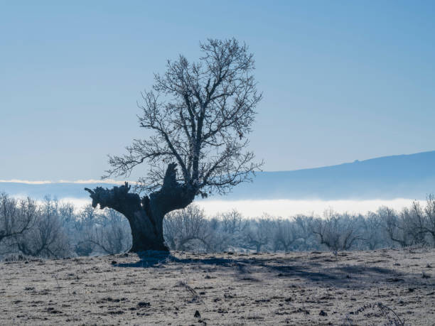 Old oak tree on a winter morning in a frozen field