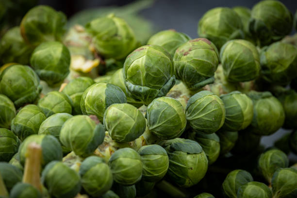 Sprouts on a stalk for sale, at a farmer's market in Kent