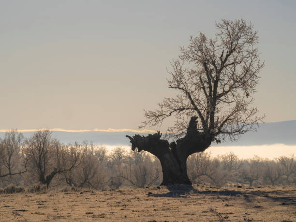 Old oak tree on a winter morning in a frozen field