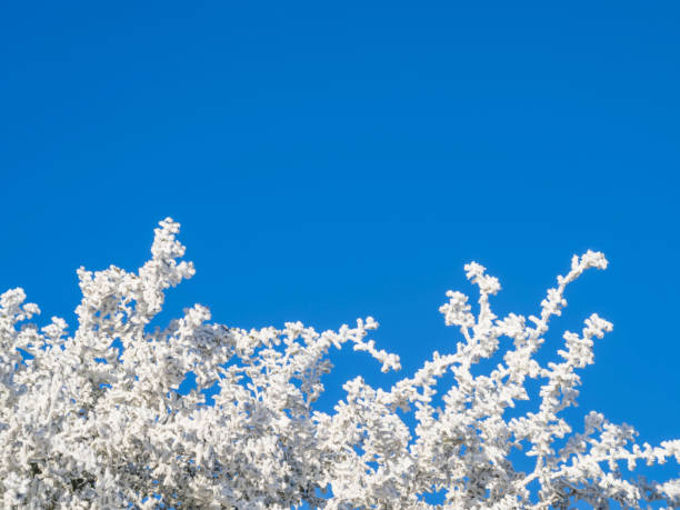 rosty oak branches in the morning against a blue sky