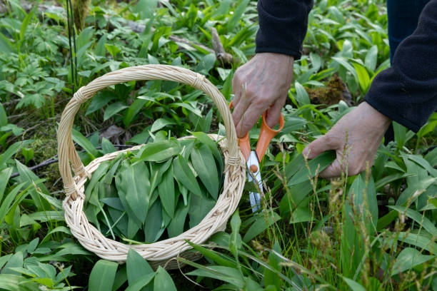 istock Harvesting ransom (wild garlic) in a forest 2192168071