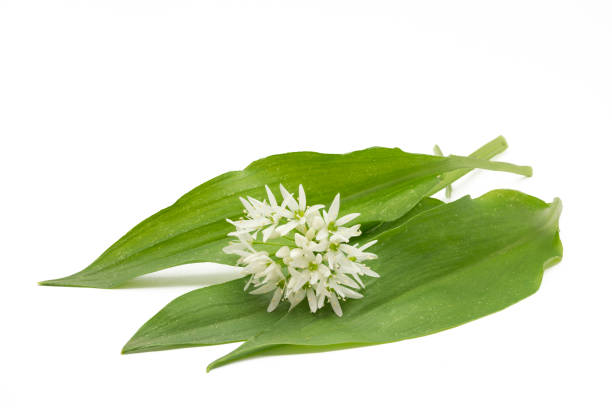 Wild garlic leaves with blossoms on white background