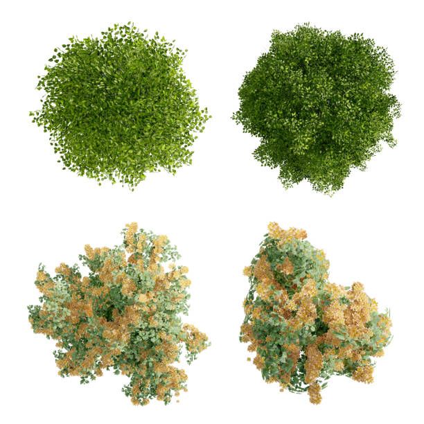 istock tree top view plant landscape architecture nature garden aerial render. 2192171743