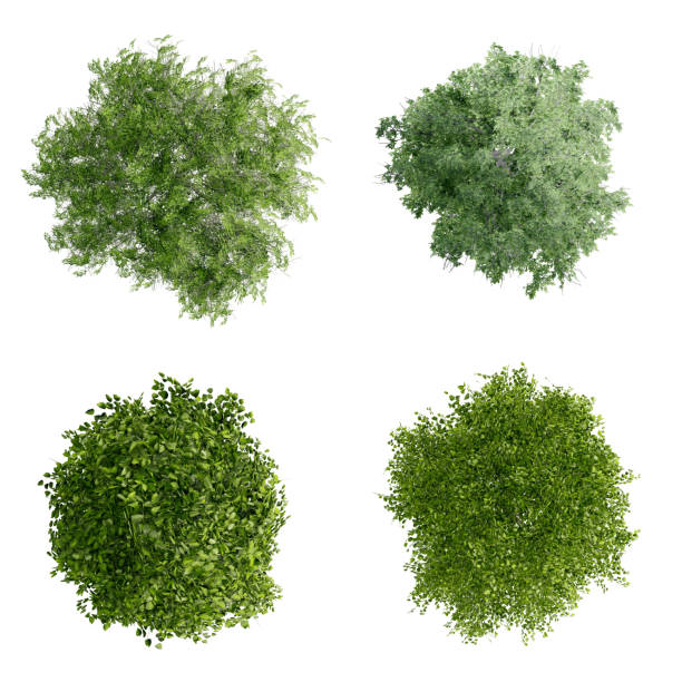 istock tree top view plant landscape architecture nature garden aerial render. 2192171747