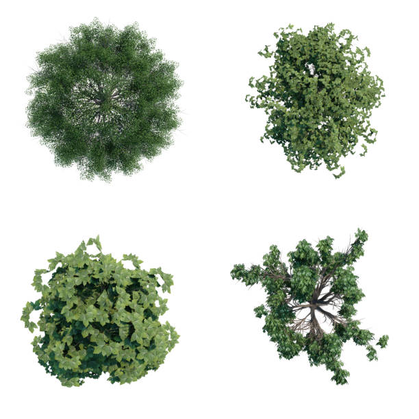 istock tree top view plant landscape architecture nature garden aerial render. 2192171765
