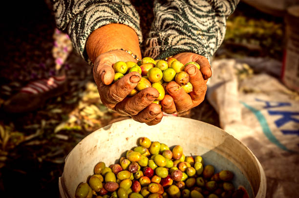 Olives are collected to make olive oil