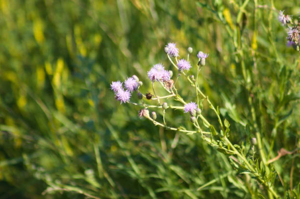istock Closeup of creeping thistle flowers with selective focus on foreground 2192174186