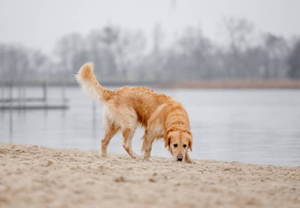 Wet Golden Retriever Sniffs Sand By Lake Shore In Spring