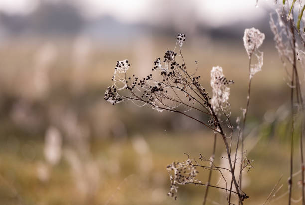 istock Dried Grass With Cobwebs In Fog 2192175243