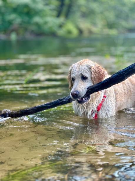 istock Golden retriever playing in water 2192176724