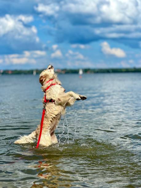 Golden retriever dog lying on the waves at sea.