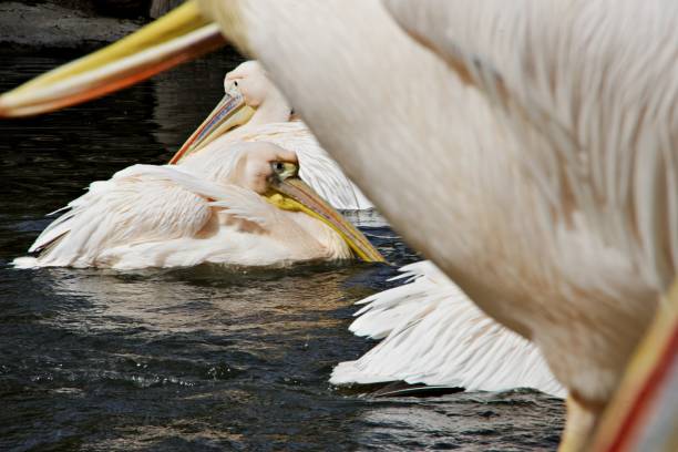 A photograph of pelicans gracefully floating on the calm surface of the water. These majestic birds, with their white feathers and long beaks, glide peacefully, creating a serene and harmonious scene. Perfect for themes related to wildlife, aquatic creatures, and marine life.