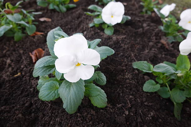 white flower Viola wittrockiana close-up against greenery. Flowers for flower beds.