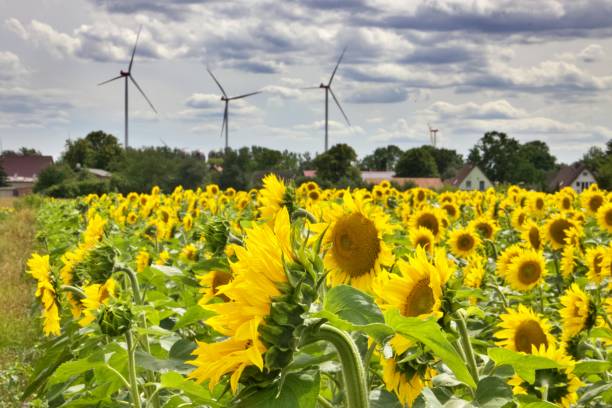 istock Close up of sunflower field 2192180525