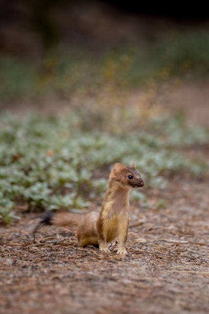 The ermine (Mustela erminea), also known as the great weasel or short-tailed weasel, is a species of carnivore from the marten family (Mustelidae). It is mainly known for its white fur in winter and at times played an important role in the fur industry.
