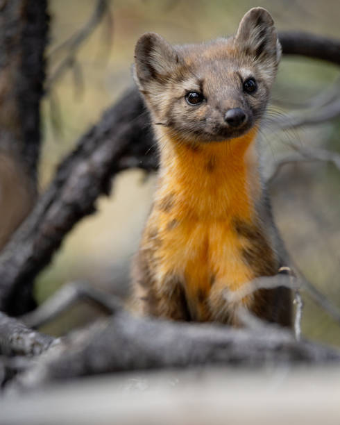 istock American Marten Umpqua National Forest, Oregon 2192180822