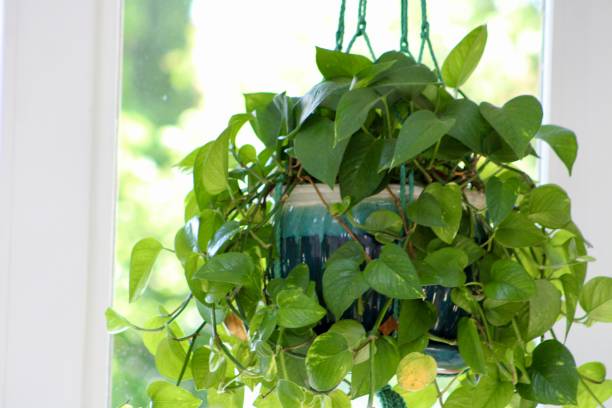 istock Golden Pothos Houseplant 2192181284