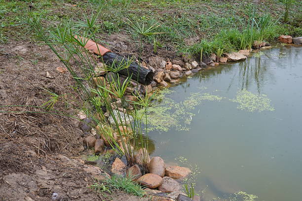 istock Drainage pipe emptying into pond with papyrus plants 2192182359