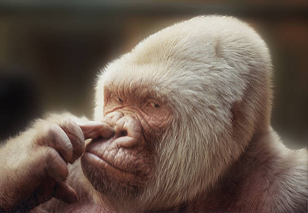 Curious albino gorilla picking its nose with finger Albino gorilla thoughtfully picks its nose with its finger white gorilla stock pictures, royalty-free photos & images