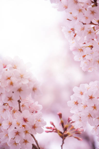 istock Cherry Blossom In Japan 2192182566