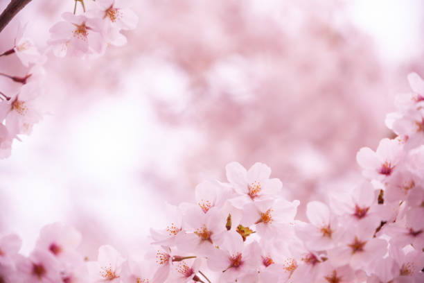 istock Cherry Blossom In Japan 2192182568