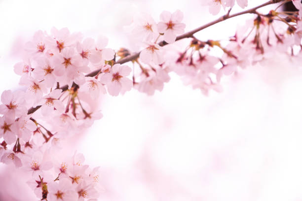 istock Cherry Blossom In Japan 2192182569