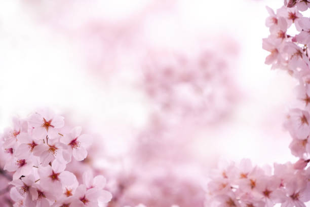 istock Cherry Blossom In Japan 2192182573