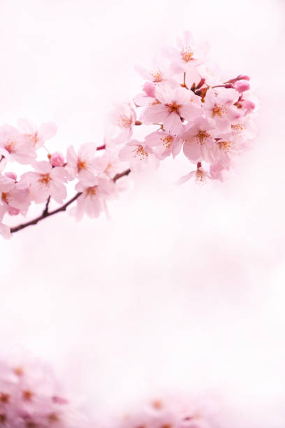 istock Cherry Blossom In Japan 2192182574