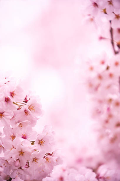 istock Cherry Blossom In Japan 2192182579