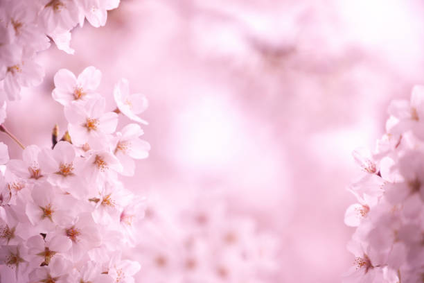 istock Cherry Blossom In Japan 2192182594
