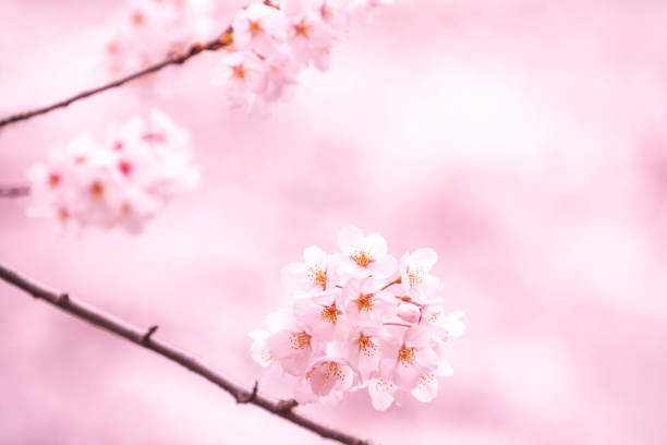 istock Cherry Blossom In Japan 2192182606