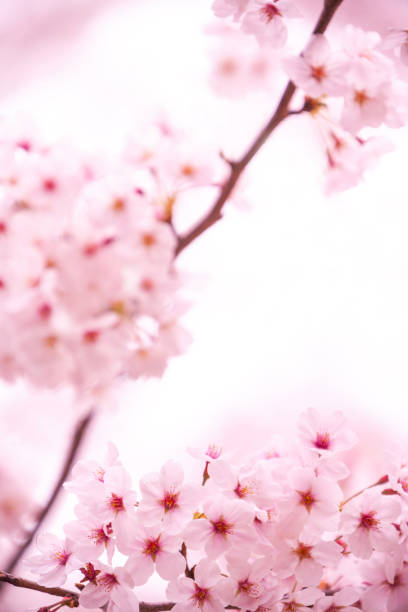 istock Cherry Blossom In Japan 2192182608