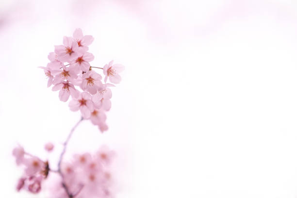 close up of cherry blossom in the morning