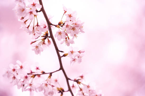 istock Cherry Blossom In Japan 2192182610