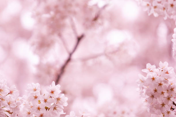 istock Cherry Blossom In Japan 2192182614