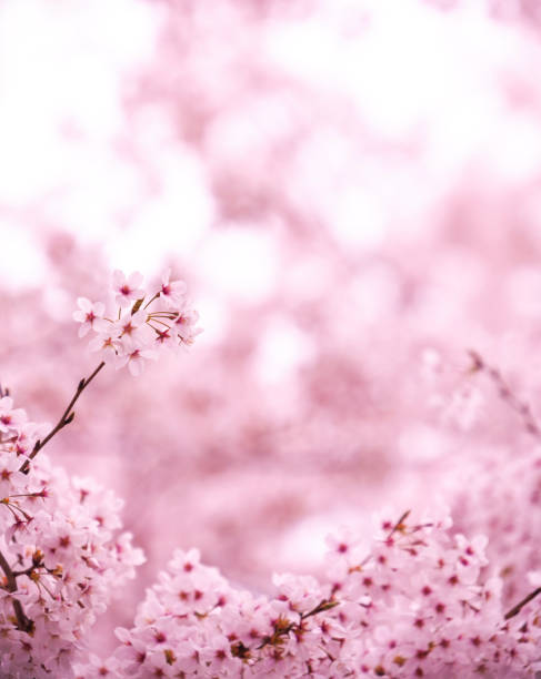 istock Cherry Blossom In Japan 2192182616