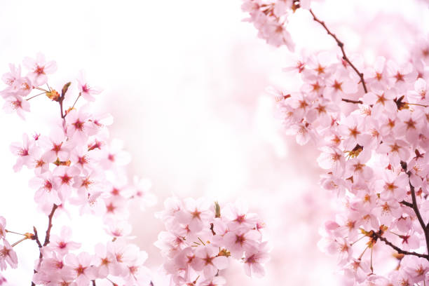 close up of cherry blossom in the morning
