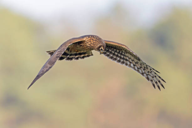 istock A female hen harrier (Circus cyaneus) in flight. 2192184181