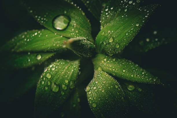 Closeup detail of green plant with leaves covered in rain water droplets with flower buds at center