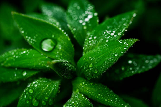 Closeup detail of green plant with leaves covered in rain water droplets with flower buds at center