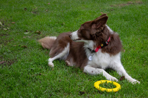 istock Dog lying on the grass with his fying disc next to him 2192185232