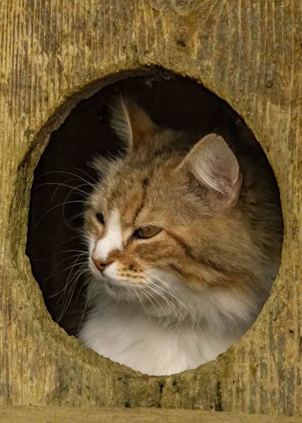istock Fluffy cat peeking through a wooden opening. 2192185425