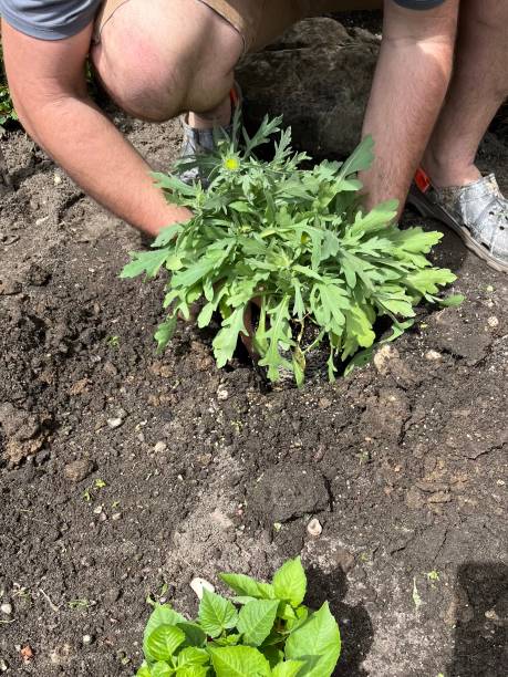 istock Planting Dahlias 2192185512