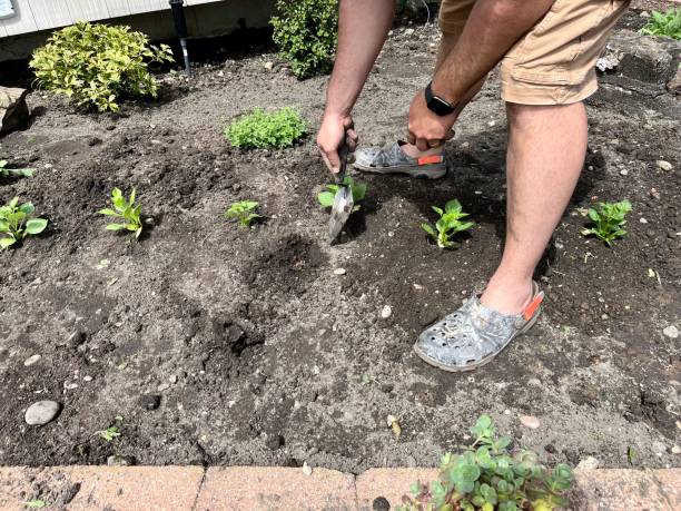 Planting Dahlias