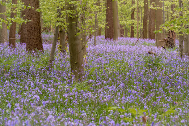 istock bluebells in the woods 2192185677